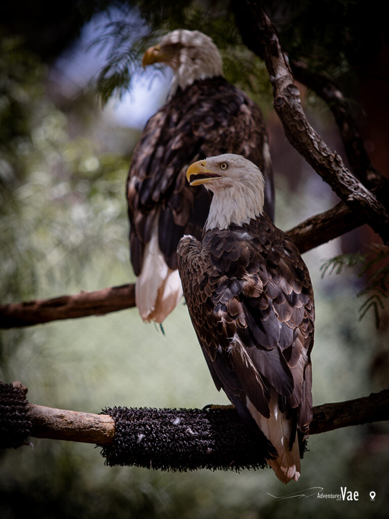 Bald Eagles at the Phoenix Zoo