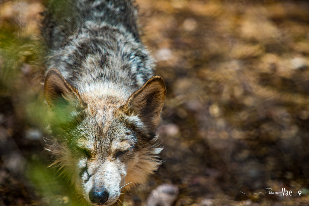 Mexican Wolf at the Phoenix Zoo