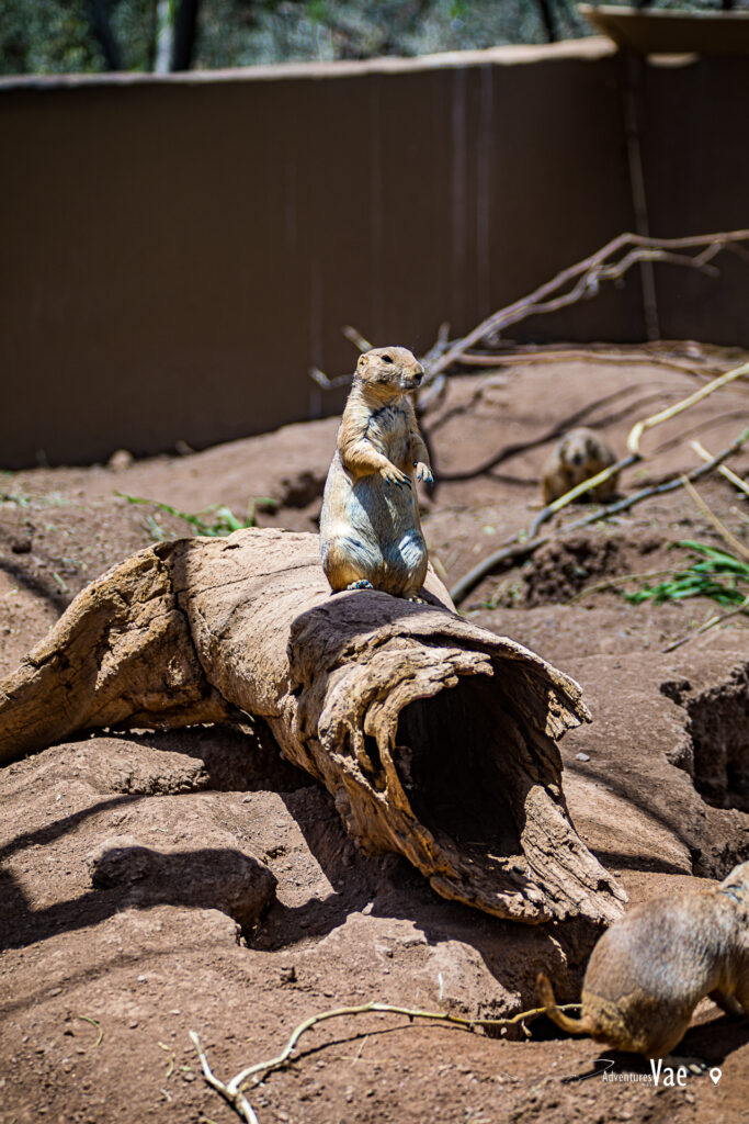 Prarie Dogs at the Phoenix Zoo