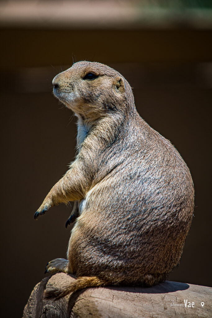 Prarie Dog at the Phoenix Zoo