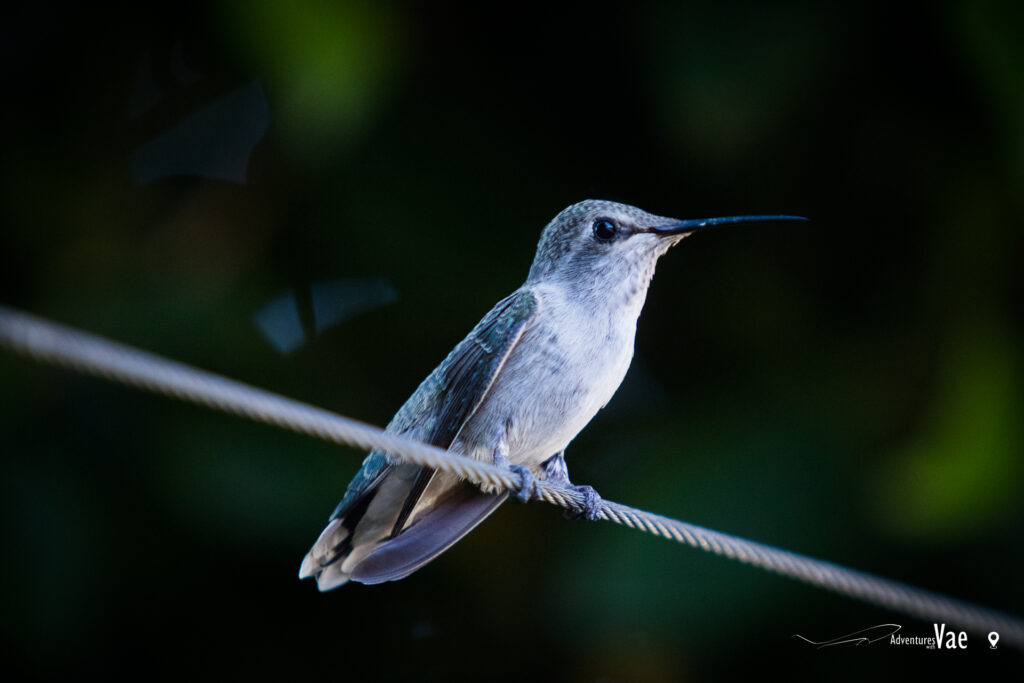 Hummingbird in Mesa, AZ